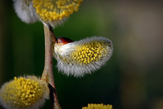 Free download goat willow catkin tree free picture to be edited with GIMP free online image editor