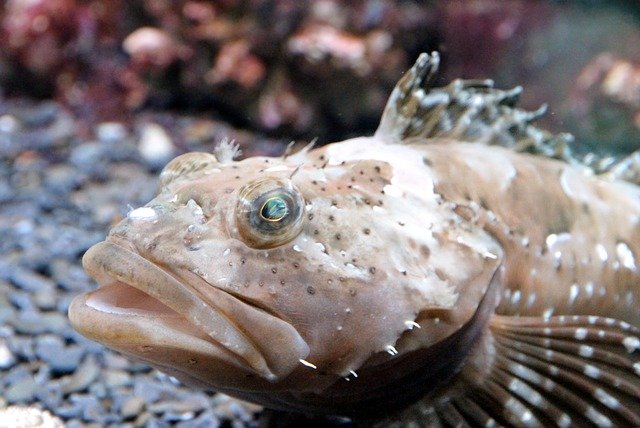 Free download Goby Fish Bottom -  free photo or picture to be edited with GIMP online image editor