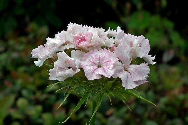 Free download Gożdziki Stone Flowers Pink -  free photo or picture to be edited with GIMP online image editor