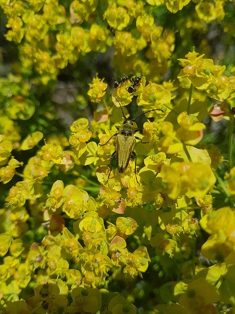 Free download Golden Beetle Flowers -  free photo or picture to be edited with GIMP online image editor