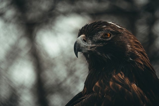 Free download golden eagle eagle bird hunter free picture to be edited with GIMP free online image editor