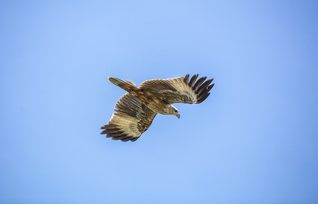 Free download Golden Eagle Sky -  free photo or picture to be edited with GIMP online image editor