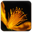 Golden Flower  screen for extension Chrome web store in OffiDocs Chromium