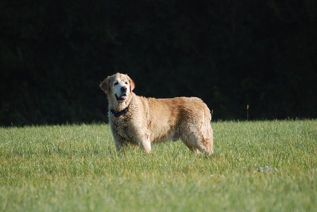 Free download Golden Retriever Male Pet -  free photo or picture to be edited with GIMP online image editor