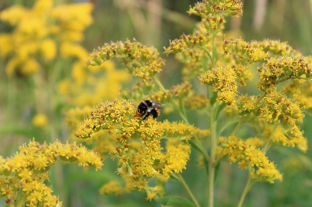 Free download Goldenrod Bee Flower -  free photo or picture to be edited with GIMP online image editor