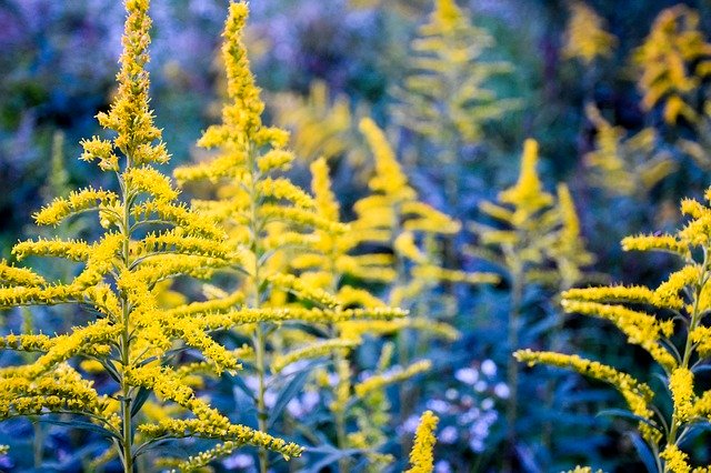 Free download Golden Rods Flower Purple -  free photo or picture to be edited with GIMP online image editor