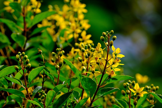 Free download golden shower flora flower yellow free picture to be edited with GIMP free online image editor