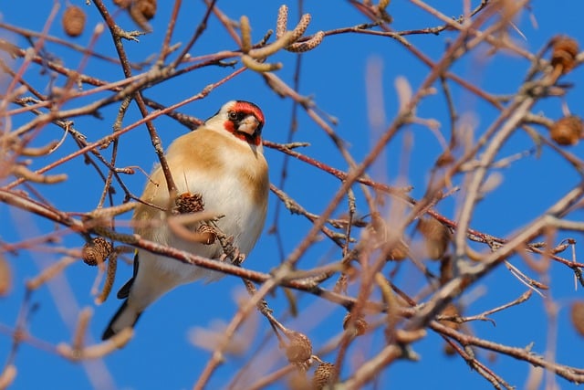 Free download goldfinch bird branches finch free picture to be edited with GIMP free online image editor