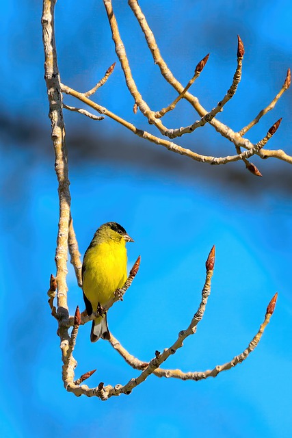 Free download goldfinch bird tree buds claws free picture to be edited with GIMP free online image editor