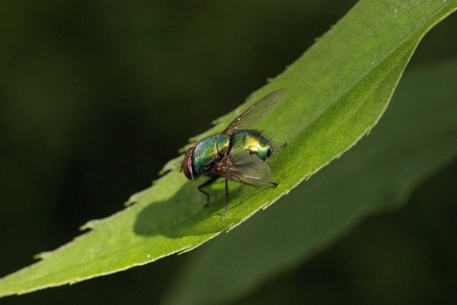 Free download goldfliege fly insect plant leaf free picture to be edited with GIMP free online image editor