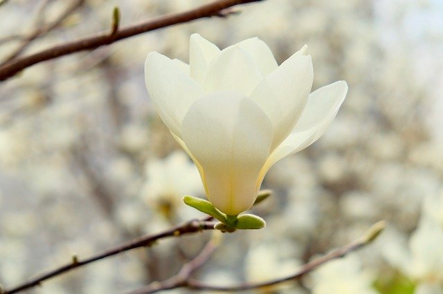 Free download Gold Magnolia Spring Flower -  free photo or picture to be edited with GIMP online image editor