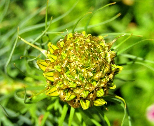 Free download Goldwurz Bud Asphodeline Lutea -  free photo or picture to be edited with GIMP online image editor