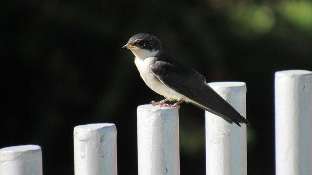 Free download Golondrina Chilena Swallow Chile -  free photo or picture to be edited with GIMP online image editor