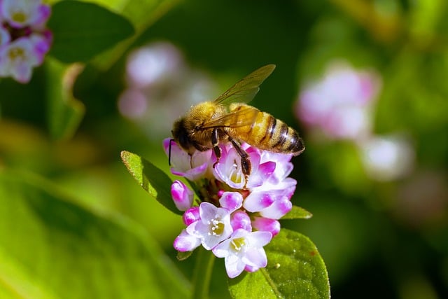 Free download gomari flower insects wild flower free picture to be edited with GIMP free online image editor