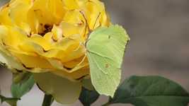 Free download Gonepteryx Rhamni Butterfly Nature -  free photo or picture to be edited with GIMP online image editor