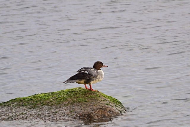 Free download goosander water bird baltic sea free picture to be edited with GIMP free online image editor