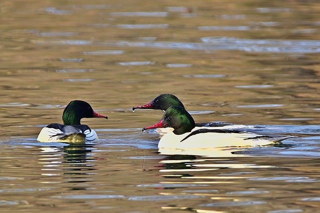 Free download goosander water bird drake lake free picture to be edited with GIMP free online image editor