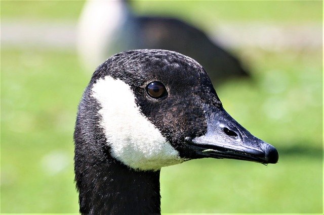 Free download Goose Animal Head -  free photo or picture to be edited with GIMP online image editor