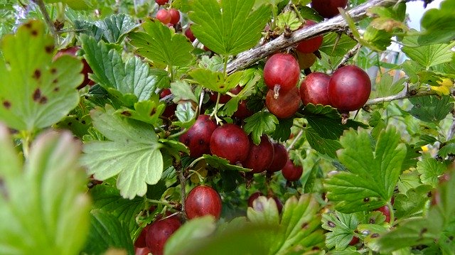 Free download Gooseberry Berry Ripe -  free photo or picture to be edited with GIMP online image editor