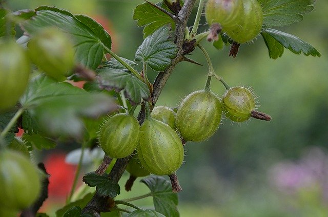 Free download Gooseberry Fruit Green -  free photo or picture to be edited with GIMP online image editor