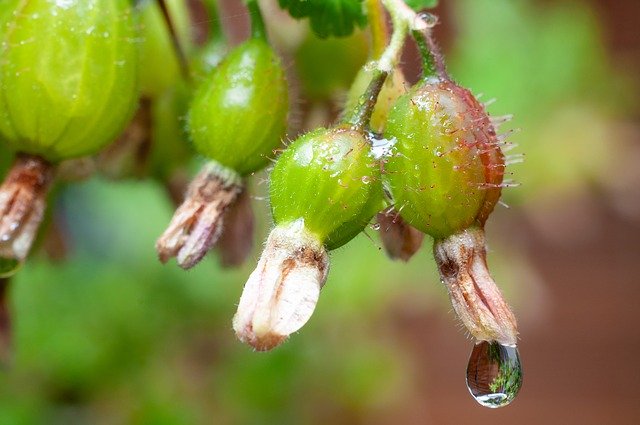 Free download Gooseberry Fruit Young -  free photo or picture to be edited with GIMP online image editor