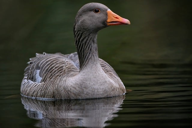 Free download goose bird greylag goose waterfowl free picture to be edited with GIMP free online image editor