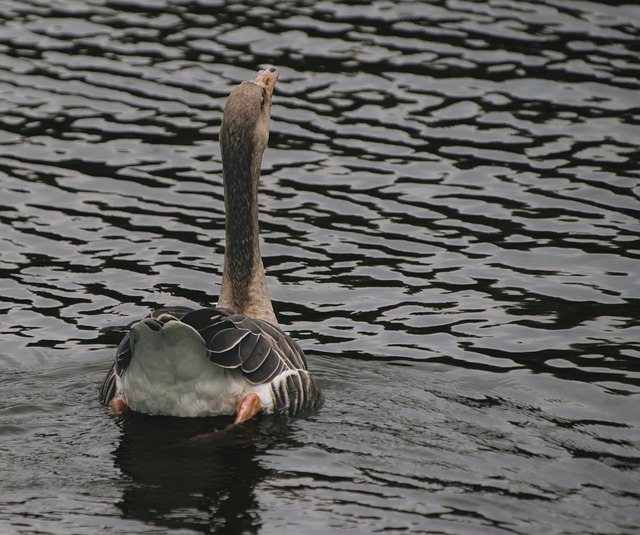 Free download goose bird lake greylag goose free picture to be edited with GIMP free online image editor