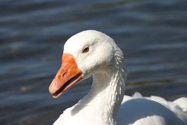 Free download goose bird nature animal free picture to be edited with GIMP free online image editor