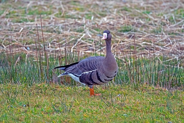 Free download goose bird nordic goose animal free picture to be edited with GIMP free online image editor