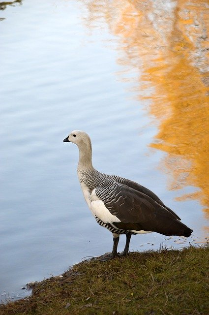 Free download Goose Bird Plumage -  free photo or picture to be edited with GIMP online image editor