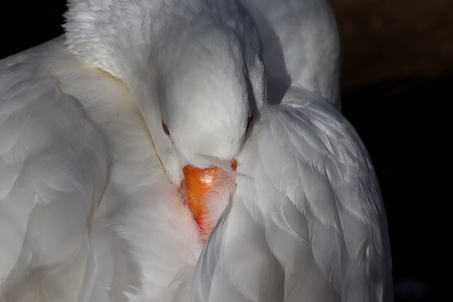 Free download goose bird plumage feathers beak free picture to be edited with GIMP free online image editor