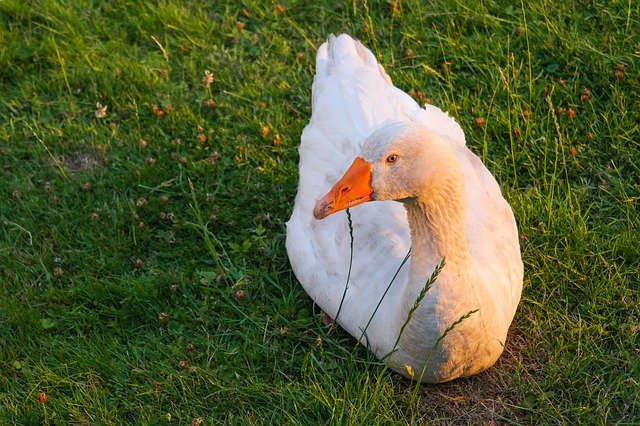 Free download Goose Bird Poultry Domestic -  free photo or picture to be edited with GIMP online image editor