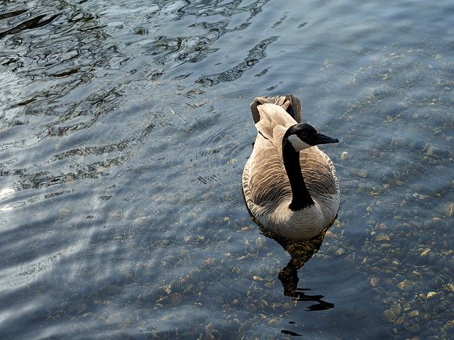 Free download Goose Bird Water -  free photo or picture to be edited with GIMP online image editor