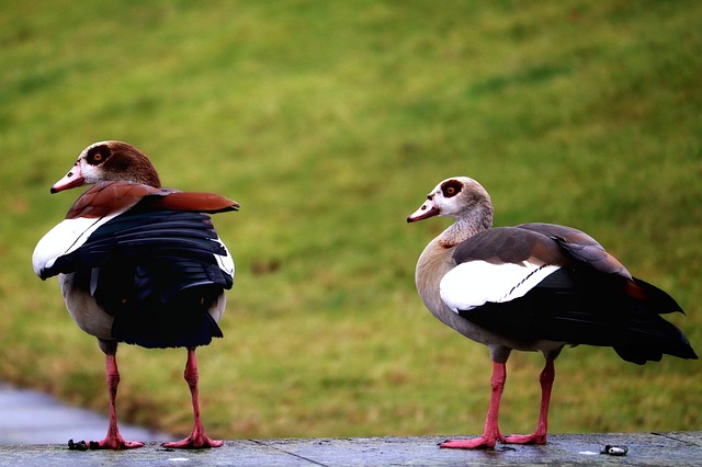 Free download goose bird wild geese canada geese free picture to be edited with GIMP free online image editor