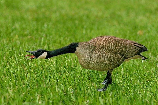 Free download Goose Canada Bird Migratory -  free photo or picture to be edited with GIMP online image editor