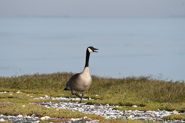 Free download goose canada bird wildlife free picture to be edited with GIMP free online image editor