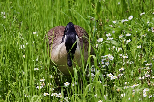 Free download goose canada goose water bird free picture to be edited with GIMP free online image editor