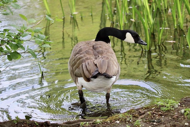 Free download goose canada goose wild goose pond free picture to be edited with GIMP free online image editor