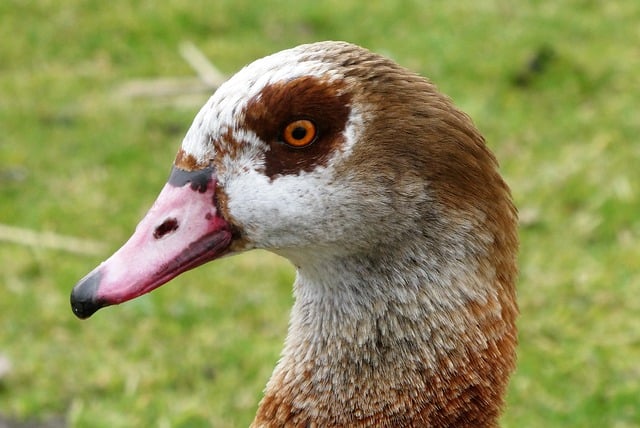 Free download goose egyptian goose waterfowl free picture to be edited with GIMP free online image editor