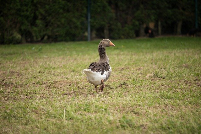 Free download goose farm yard nature animals free picture to be edited with GIMP free online image editor