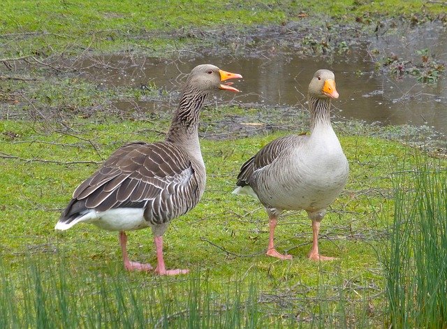 Free download Goose Geese Chat -  free photo or picture to be edited with GIMP online image editor