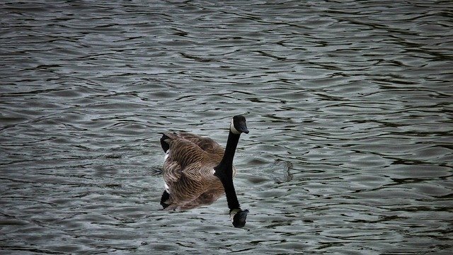 Free download Goose Geese Gaggle -  free photo or picture to be edited with GIMP online image editor