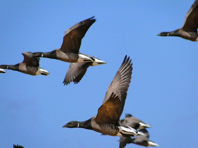 Descarga gratuita Goose Geese Swarm: foto o imagen gratuita para editar con el editor de imágenes en línea GIMP