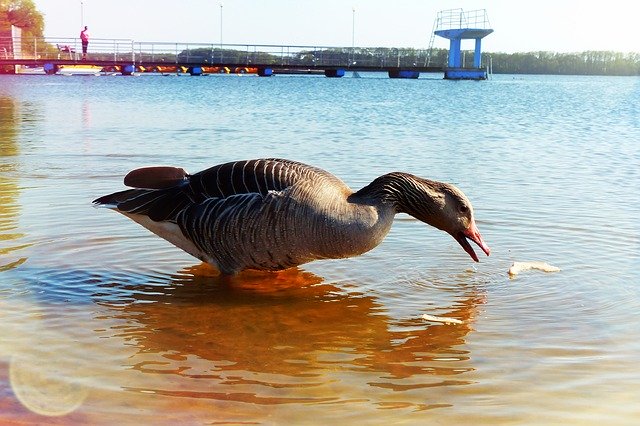 Free download Goose Grey Water Bird Lake -  free photo or picture to be edited with GIMP online image editor