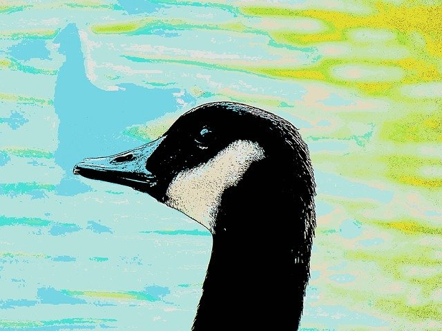 Free download Goose Head Canadian -  free illustration to be edited with GIMP free online image editor