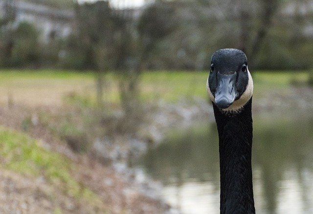 Free download Goose Headshot Park -  free photo or picture to be edited with GIMP online image editor