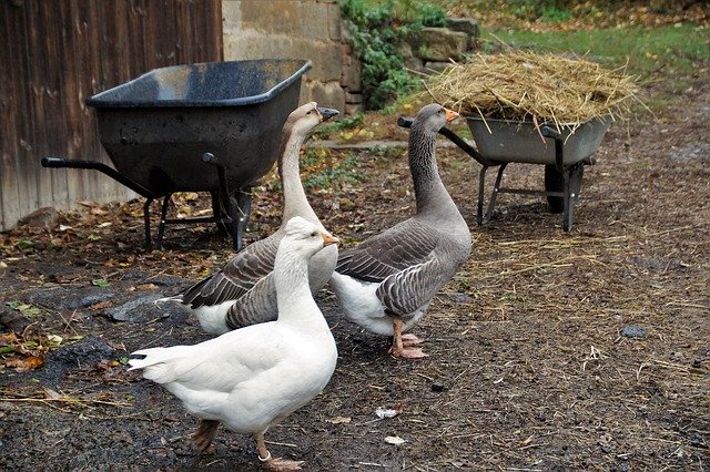 Free download Goose Home Poultry -  free photo or picture to be edited with GIMP online image editor