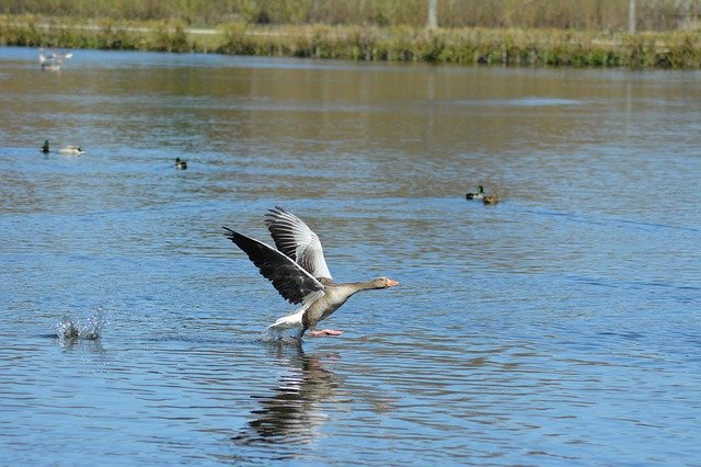 Free download Goose Landing Sky -  free photo or picture to be edited with GIMP online image editor