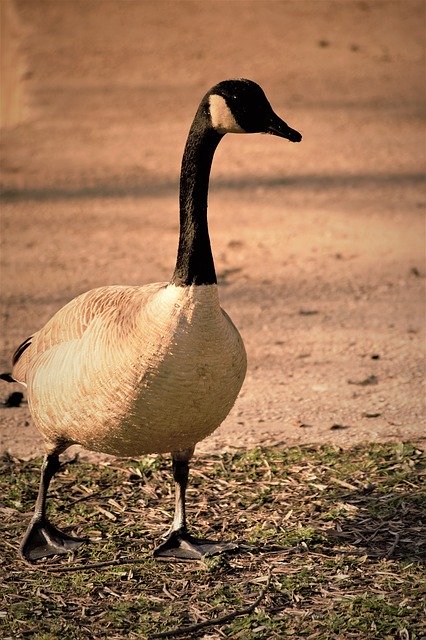 Free download Goose Nature Animals -  free photo or picture to be edited with GIMP online image editor