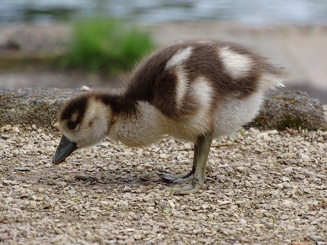 Free download Goose Nilgans Chicks Water -  free photo or picture to be edited with GIMP online image editor